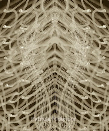 Patricia Ridenour_Yoni